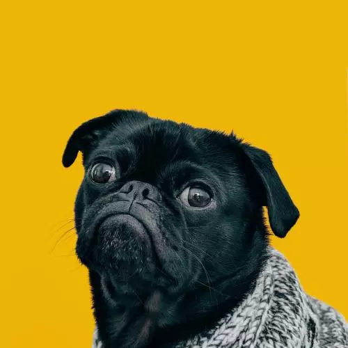 Pug mug