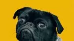 Pug mug
